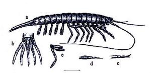 Reconstruction of Acanthotelson stimpsoni