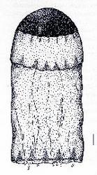 Essexella asherae