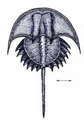 Reconstruction of Euproops danae