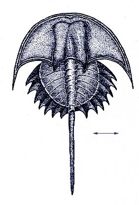 Reconstruction of <i>Euproops danae</i>