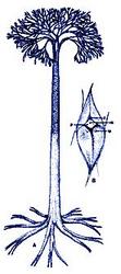 Reconstruction of Lepidodendron sp.
