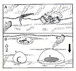 Fossilization Process