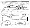 Fossilization Process