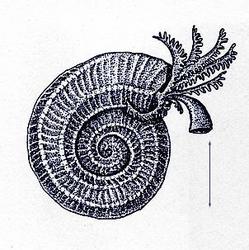 Spirorbis sp. reconstruction