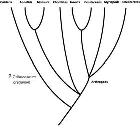 Animal Family Tree