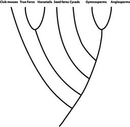 Plant Family Tree