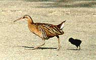 King Rail and chick
