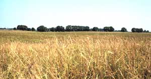 Prairie panorama