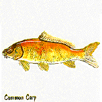 Common Carp graphic