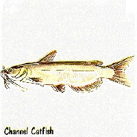 Channel Catfish graphic