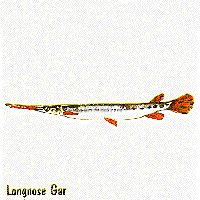 Longnose Gar graphic