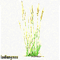Indiangrass graphic