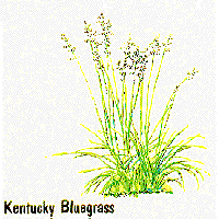 Kentucky Bluegrass graphic