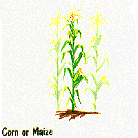 Corn graphic
