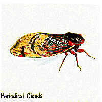 Cicada graphic