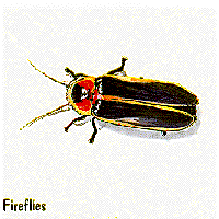Fireflies graphic