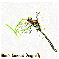 Hine's Emerald Dragonfly graphic
