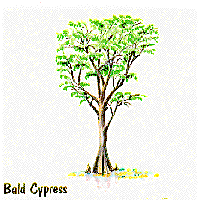 Bald Cypress graphic