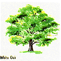 White Oak graphic