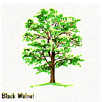 Black Walnut graphic