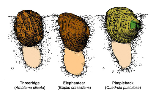 Image from Paul Mickey Science Series: Freshwater Mussels of the Illinois River Basin: Community Variation and Change