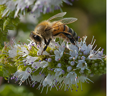 Image from Super Saturdays at the Museum: What's the Buzz? Where are the Bees? 