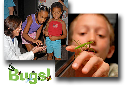 Image from Bugs! Family Event