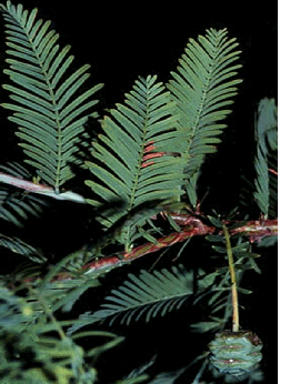 Image from Brownbag Lectures: The Discovery of Dawn Redwood, a Living Fossil from the Age of Dinosaurs