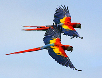 Image from Brownbag Lectures: As the Macaws Fly: Aspects of Mesoamerican-Southwestern Interaction