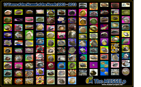 Image from Brownbag Lectures: Global Diversity of Freshwater Mussels: The Mussel Project: 11 Years and Counting