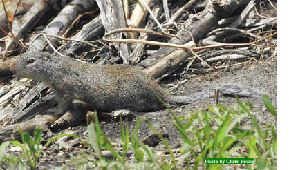 Image from Brownbag Lectures: A Rare and Elusive Mammal: Franklin's Ground Squirrel in Central Illinois
