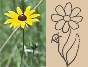 photo and drawing of flower motif