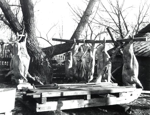 Slaughtered Hogs