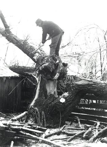 Elmer Clearing Fallen Tree