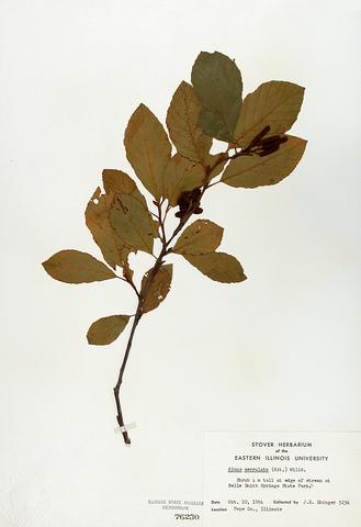 Alnus serrulata  (Speckled Alder)