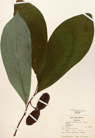 Asimina triloba  (Pawpaw)