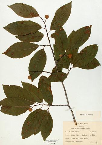 Fagus granidfolia  (Beech)
