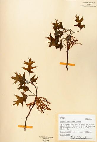 Quercus palustris  (Pin Oak)
