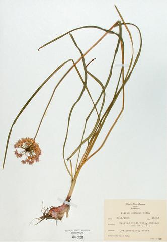 <i>Allium cernuum</i>
