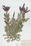 Amorpha canescens (Lead Plant)