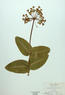 Asclepias amplexicaulis (Sand Milkweed)