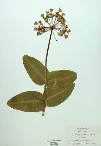 <i>Asclepias amplexicaulis</i> (Sand Milkweed)
