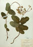 Asclepias amplexicaulis (Sand Milkweed)