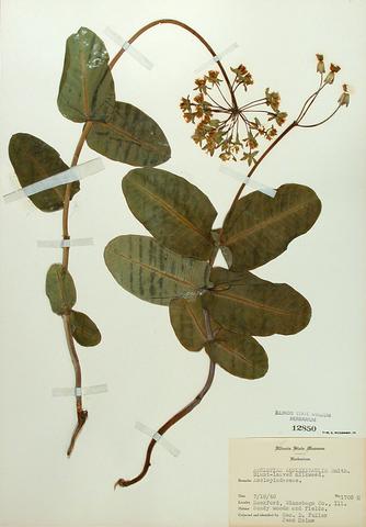 <i>Asclepias amplexicaulis</i> (Sand Milkweed)