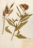 Asclepias incarnata (Swamp Milkweed)