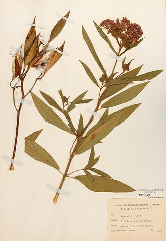 <i>Asclepias incarnata</i> (Swamp Milkweed)