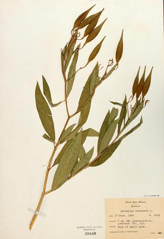 <i>Asclepias incarnata</i> (Swamp Milkweed)