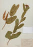 Asclepias sullivantii (Prairie Milkweed)