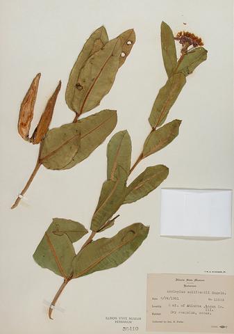 <i>Asclepias sullivantii</i> (Prairie Milkweed)
