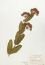 Asclepias sullivantii (Prairie Milkweed)